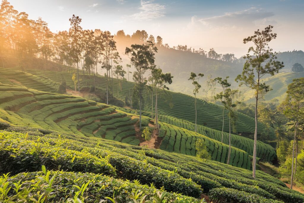 Ceylon Teeplantage in Sri Lanka mit Bäumen zwischen den Teesträuchern.