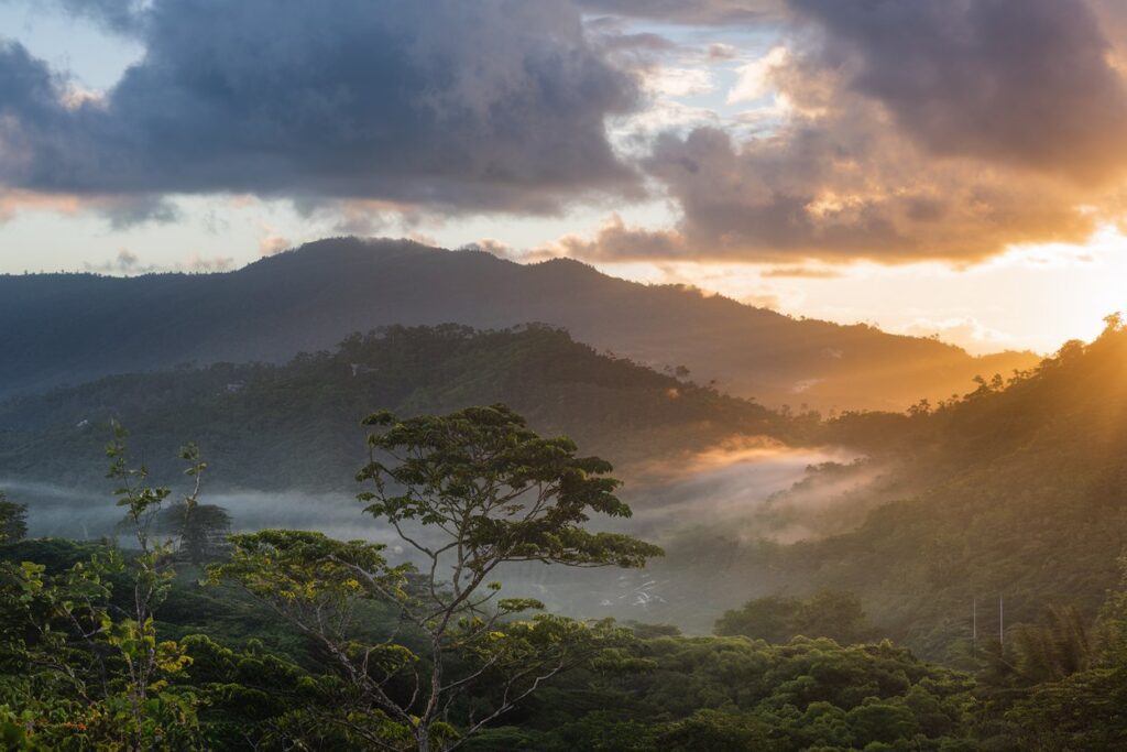 Der Jamaican Blue Mountain mit dichtem Urwald-Bewuchs, eine ideale Region für den Anbau des berühmten Jamaica Blue Mountain Coffee.